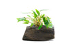 Cryptocoryne on Driftwood - BucePlant.com