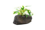 Cryptocoryne aquatic plant growing on driftwood, natural green foliage, ideal for freshwater aquariums, by CPA.