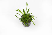 Healthy Cryptocoryne Parva aquatic plant from CPA with lush green leaves suitable for freshwater aquariums.