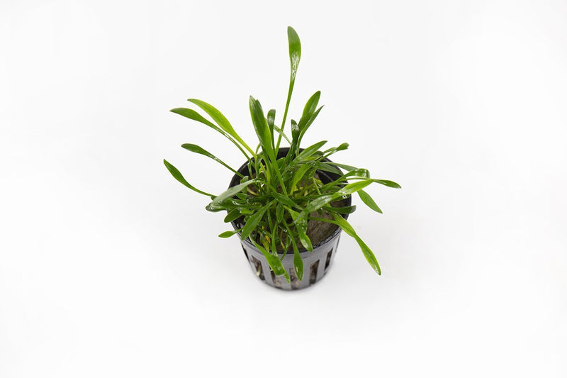 Healthy Cryptocoryne Parva aquatic plant from CPA with lush green leaves suitable for freshwater aquariums.