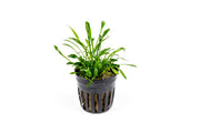 Cryptocoryne Parva aquatic plant from CPA with green, leafy stems suitable for freshwater aquariums.
