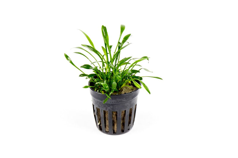 Cryptocoryne Parva aquatic plant from CPA with green, leafy stems suitable for freshwater aquariums.