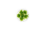 Cryptocoryne Parva Mini Tissue Culture Aquatic Plant - Buce Plant