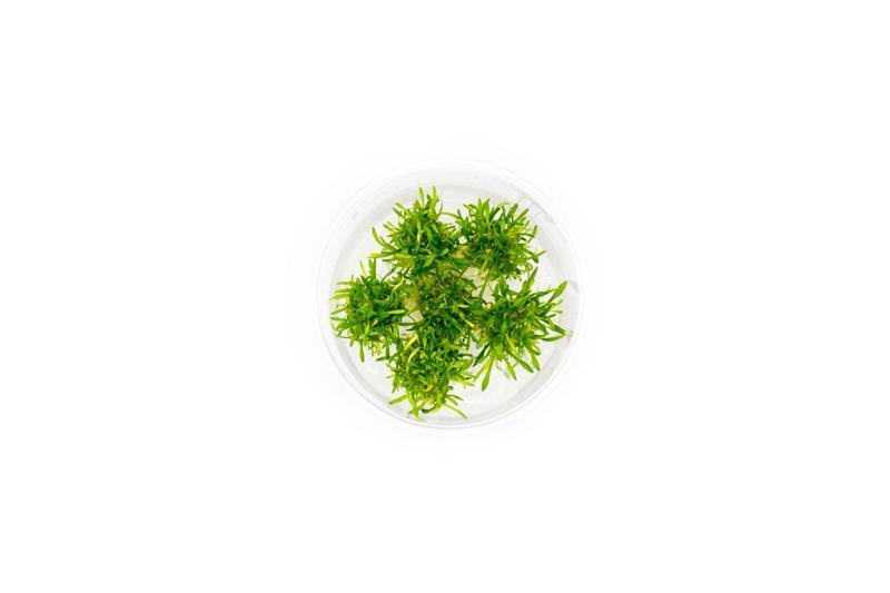 Cryptocoryne Parva Mini Tissue Culture Aquatic Plant - Buce Plant