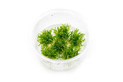 Cryptocoryne Parva Mini Tissue Culture Aquatic Plant - Buce Plant