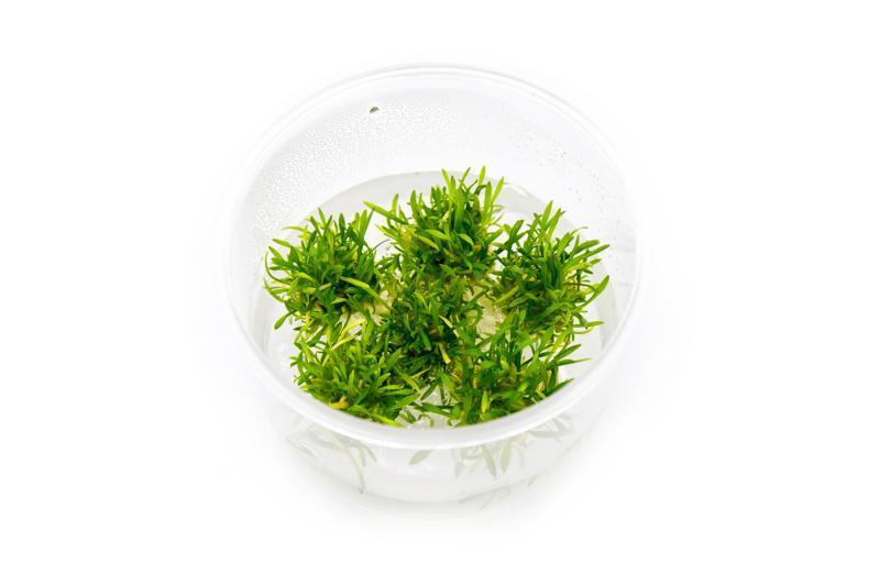 Cryptocoryne Parva Mini Tissue Culture Aquatic Plant - Buce Plant
