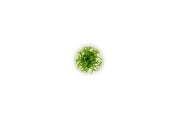 Cryptocoryne Parva Tissue Culture - Small Cup Aquatic Plant - Buce Plant