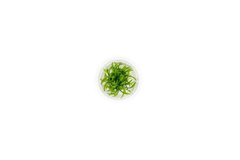 Cryptocoryne Parva Tissue Culture - Small Cup Aquatic Plant - Buce Plant