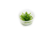 Cryptocoryne Parva Tissue Culture - Small Cup Aquatic Plant - Buce Plant
