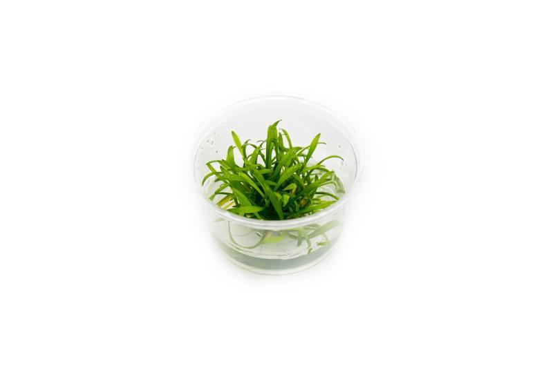 Cryptocoryne Parva Tissue Culture - Small Cup Aquatic Plant - Buce Plant