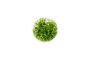 Cryptocoryne Parva UNS Tissue Culture Aquatic Plant - Buce Plant