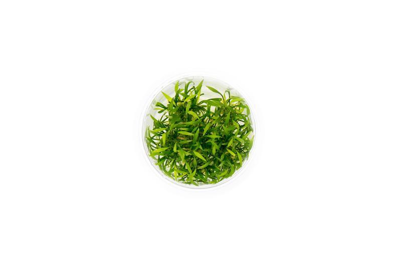 Cryptocoryne Parva UNS Tissue Culture Aquatic Plant - Buce Plant
