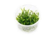 Cryptocoryne Parva UNS Tissue Culture Aquatic Plant - Buce Plant