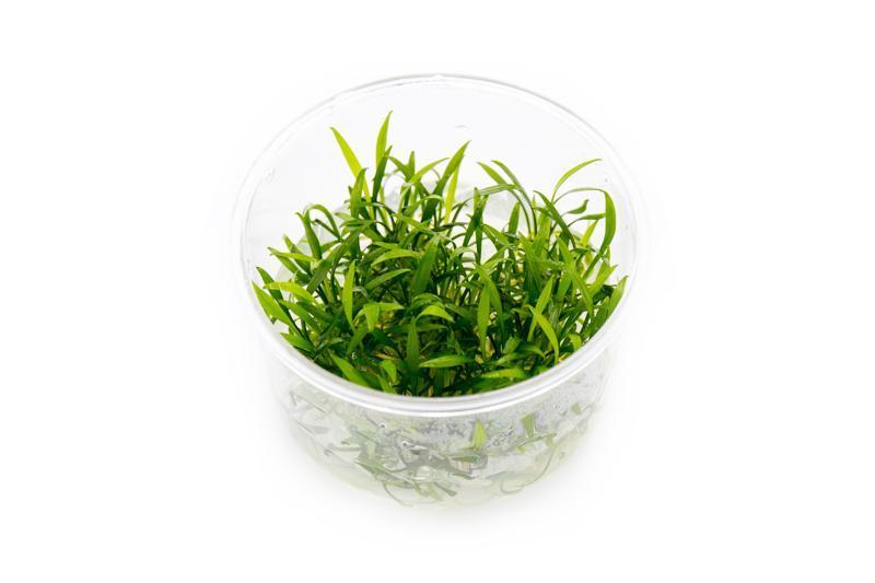 Cryptocoryne Parva UNS Tissue Culture Aquatic Plant - Buce Plant