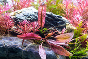 Cryptocoryne Pink Flamingo plant from CPA with vibrant pink and green leaves suitable for freshwater aquariums.
