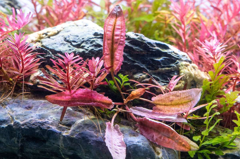 Cryptocoryne Pink Flamingo plant from CPA with vibrant pink and green leaves suitable for freshwater aquariums.