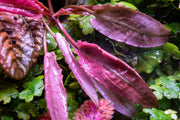 Cryptocoryne Pink Flamingo aquatic plant from CPA with vibrant pink and green leaves, ideal for freshwater aquariums.