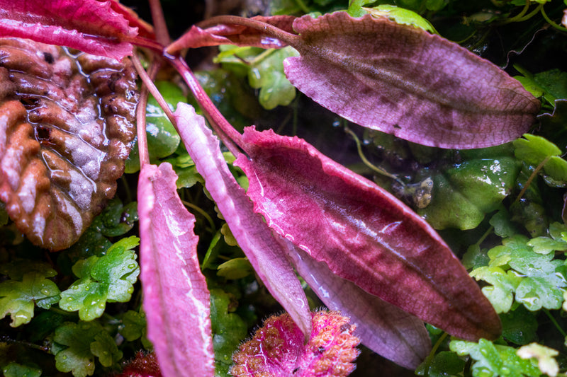 Cryptocoryne Pink Flamingo aquatic plant from CPA with vibrant pink and green leaves, ideal for freshwater aquariums.
