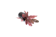 Cryptocoryne Pink Flamingo aquatic plant from CPA, vibrant pink and green leaves suitable for freshwater aquariums.