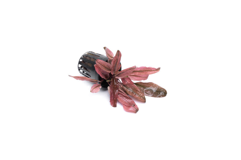 Cryptocoryne Pink Flamingo aquatic plant from CPA, vibrant pink and green leaves suitable for freshwater aquariums.