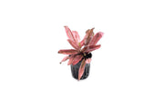 Cryptocoryne Pink Flamingo aquatic plant from CPA with vibrant pink and green leaves, ideal for freshwater aquariums.