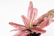 Cryptocoryne Pink Flamingo aquatic plant by CPA with vibrant pink and green leaves, ideal for freshwater aquariums.