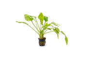 Aquatic plant Cryptocoryne Pontederiifolia by ACW with elongated green leaves suitable for freshwater aquariums.