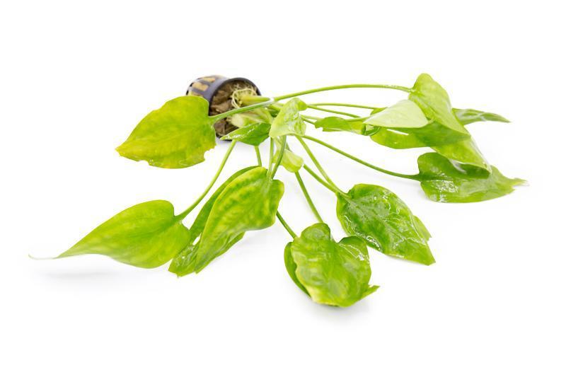 Healthy Cryptocoryne Pontederiifolia aquatic plant from ACW, showcasing broad green leaves suitable for freshwater aquariums.