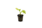 Healthy Cryptocoryne Pontederiifolia aquatic plant from ACW with lush green leaves suitable for freshwater aquariums.