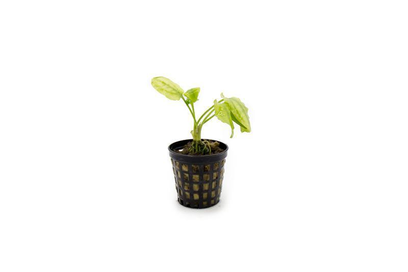 Healthy Cryptocoryne Pontederiifolia aquatic plant from ACW with lush green leaves suitable for freshwater aquariums.