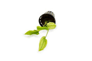 Aquatic plant Cryptocoryne Pontederiifolia from ACW, featuring broad green leaves suitable for freshwater aquariums.