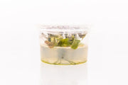Cryptocoryne Pontederiifolia Aquatic Farmer Tissue Culture Aquatic Plant - Buce Plant