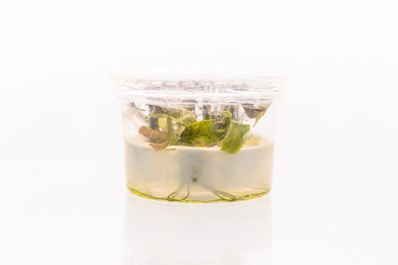 Cryptocoryne Pontederiifolia Aquatic Farmer Tissue Culture Aquatic Plant - Buce Plant
