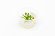 Cryptocoryne Pontederiifolia Aquatic Farmer Tissue Culture Aquatic Plant - Buce Plant