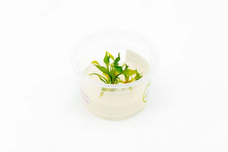 Cryptocoryne Pontederiifolia Aquatic Farmer Tissue Culture Aquatic Plant - Buce Plant