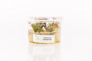 Cryptocoryne Pontederiifolia Aquatic Farmer Tissue Culture Aquatic Plant - Buce Plant