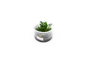 Cryptocoryne Pygmaea Aquatic Farmer Tissue Culture Aquatic Plant - Buce Plant