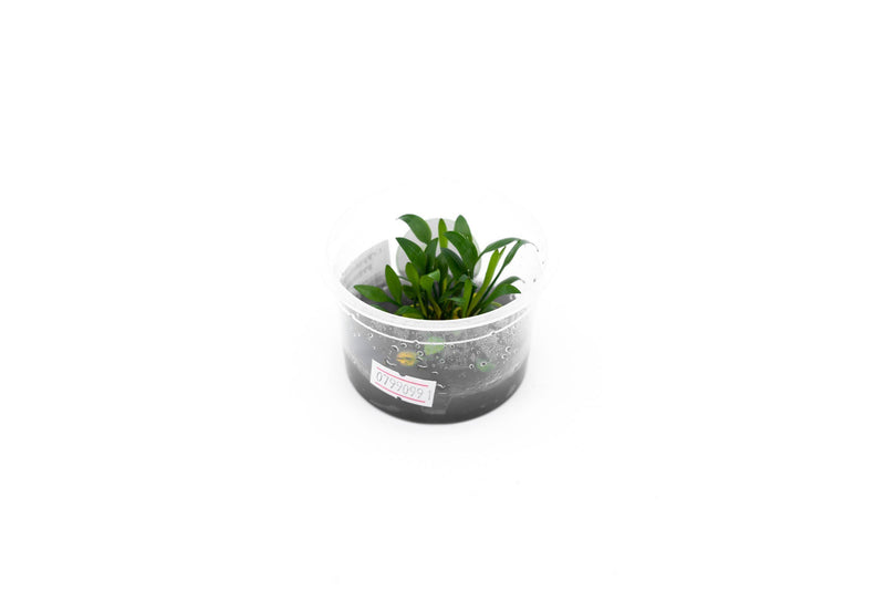 Cryptocoryne Pygmaea Aquatic Farmer Tissue Culture Aquatic Plant - Buce Plant