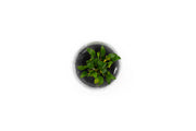 Cryptocoryne Pygmaea Aquatic Farmer Tissue Culture Aquatic Plant - Buce Plant