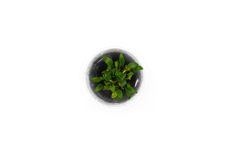 Cryptocoryne Pygmaea Aquatic Farmer Tissue Culture Aquatic Plant - Buce Plant