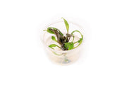 Cryptocoryne Schulzei UNS Tissue Culture Aquatic Plant - Buce Plant