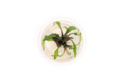 Cryptocoryne Schulzei UNS Tissue Culture Aquatic Plant - Buce Plant