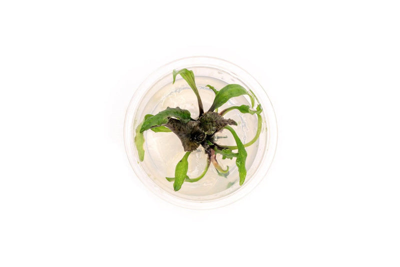 Cryptocoryne Schulzei UNS Tissue Culture Aquatic Plant - Buce Plant