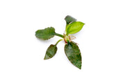 Cryptocoryne Silver Queen aquatic plant from BUCE, with lush green and silver leaves suitable for freshwater aquariums.