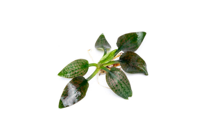 Cryptocoryne Silver Queen aquatic plant from BUCE with vibrant silver-green leaves, suitable for freshwater aquariums.