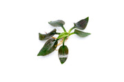 Cryptocoryne Silver Queen aquatic plant from BUCE with lush green and silver leaves, suitable for freshwater aquariums.