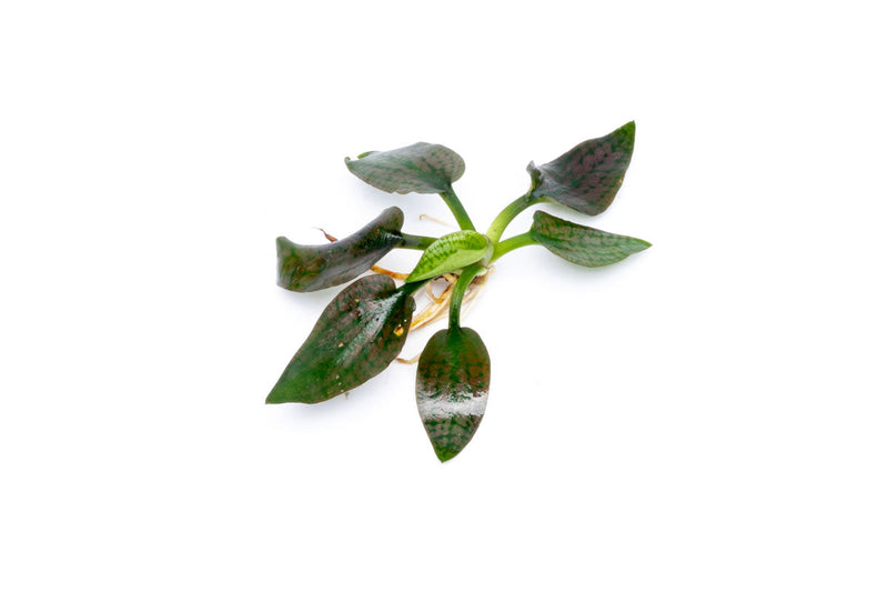 Cryptocoryne Silver Queen aquatic plant from BUCE with lush green and silver leaves, suitable for freshwater aquariums.