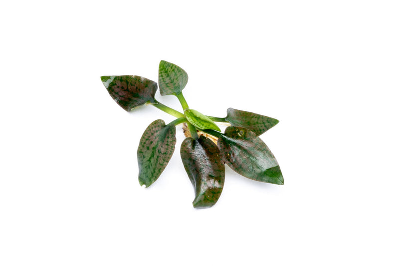 Cryptocoryne Silver Queen aquatic plant from BUCE, featuring lush green and silver leaves suitable for freshwater aquariums.