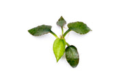 Cryptocoryne Silver Queen aquatic plant from BUCE with lush green and silver leaves, ideal for freshwater aquariums.