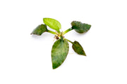 Cryptocoryne Silver Queen aquatic plant from BUCE with lush green and silver foliage, suitable for freshwater aquariums.